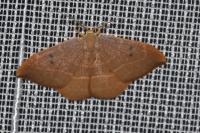 Watsonalla binaria