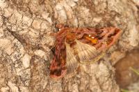 Autographa jota