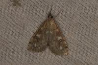 Udea olivalis