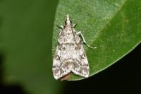 Eudonia lacustrata