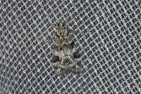 Eudonia delunella