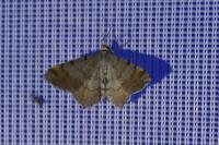 Macaria liturata