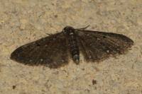 Eupithecia tripunctaria