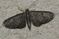 Eupithecia tripunctaria