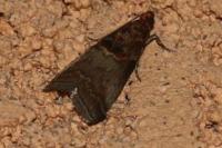 Acrobasis advenella