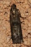 Phycita roborella