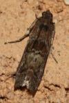 Phycita roborella