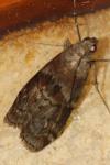 Phycita roborella