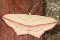 Timandra comae
