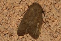 Hoplodrina