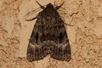 Amphipyra pyramidea/Amphipyra berbera