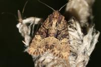 Mesapamea secalella/secalis