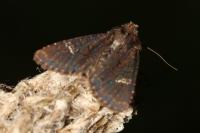 Mesapamea secalella/secalis