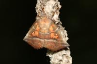 Scoliopteryx libatrix