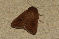 Mythimna albipuncta