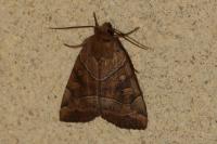 Cosmia trapezina