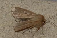 Mythimna impura