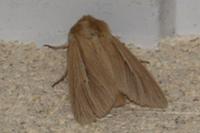 Mythimna impura