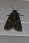 Acronicta rumicis