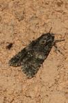 Acronicta rumicis
