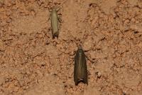Chrysoteuchia culmella