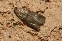 Acrobasis consociella