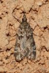 Eudonia