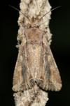 Lacanobia suasa