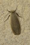 Collita griseola