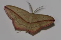 Timandra comae