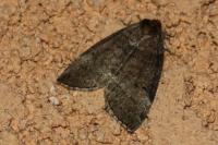 Ochropacha duplaris