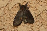 Notodonta dromedarius