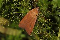 Noctua pronuba
