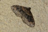 Xanthorhoe