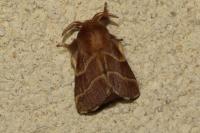Malacosoma neustria
