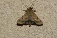 Helicoverpa armigera