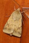 Helicoverpa armigera