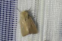 Mythimna sicula