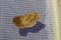 Plagodis pulveraria