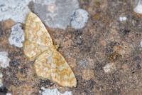 Hydrelia flammeolaria