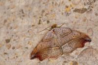 Laspeyria flexula
