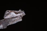 Calliergis ramosa