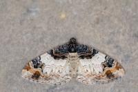 Catarhoe cuculata