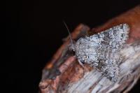 Hecatera bicolorata