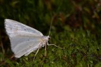 Lomographa temerata