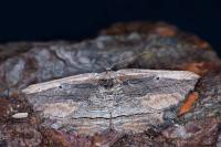 Menophra nycthemeraria