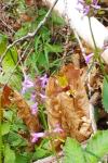 Hemaris fuciformis