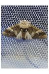 Drymonia querna