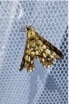 Chiasmia clathrata