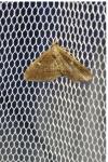 Nycterosea obstipata